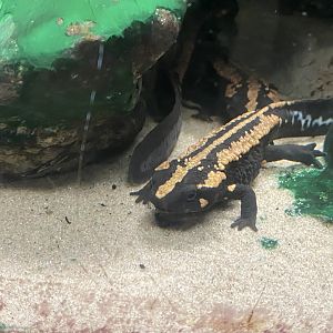 Amphibian Ark - Laos warty newt 050224