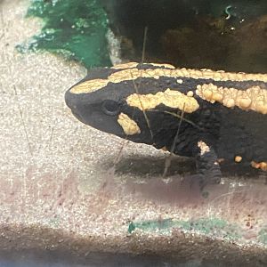 Amphibian Ark - Laos warty newt 050224