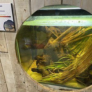 Amphibian Ark - Rio Cauca caecilian exhibit 050224