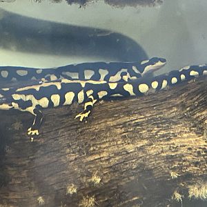 Amphibian Ark - Luristan newts 050224