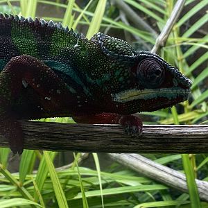 Reptile Tropics - Panther chameleon 050224