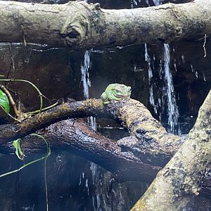 Reptile Tropics - Fea’s treefrog 050224