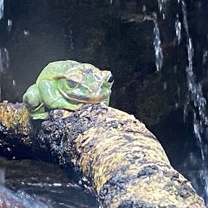 Reptile Tropics - Fea’s treefrog 050224