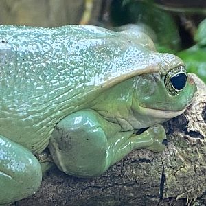 Reptile Tropics - Fea’s treefrog 050224