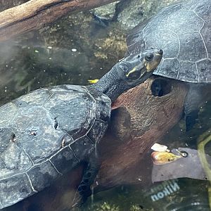 Reptile Tropics - Yellow-spotted Amazon river turtle 050224