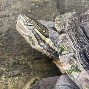 Reptile Tropics - Annam river turtle 050224