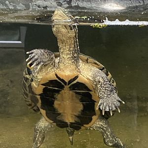 Reptile Tropics - Annam river turtle 050224