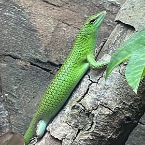 Reptile Tropics - Emerald skink 050224