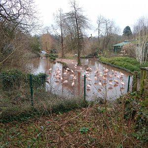 Chilean flamingo enclosure 150224