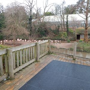 Chilean flamingo enclosure 150224