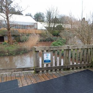 Chilean flamingo enclosure 150224