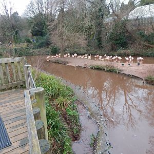 Chilean flamingo enclosure 150224