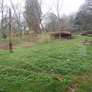 Sumatran tiger enclosure 050224