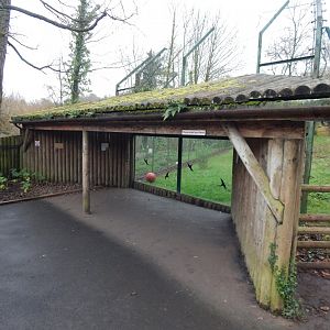 Sumatran tiger enclosure viewing area 050224
