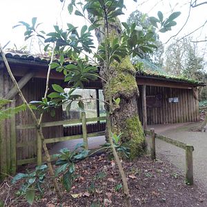 Second viewing area for Sumatran tiger enclosure 050224