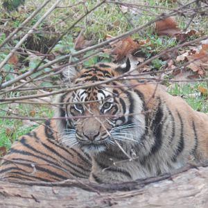 Sumatran tiger 050224