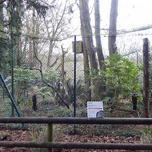 Ural owl aviary 050224