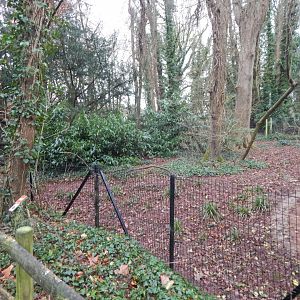 Southern cassowary enclosure no.2 050224