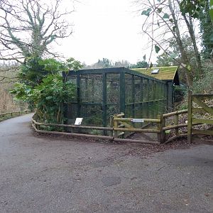 Toco toucan aviary 050224
