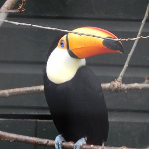 Toco toucan 050224