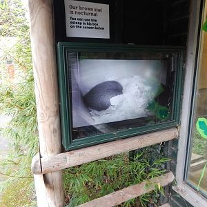 Camera for Northern brown kiwi 050224