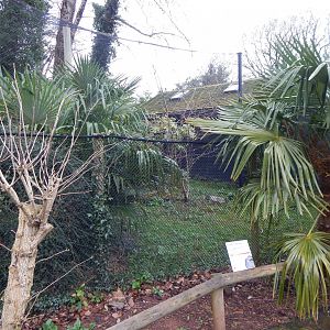 Greater roadrunner aviary 050224