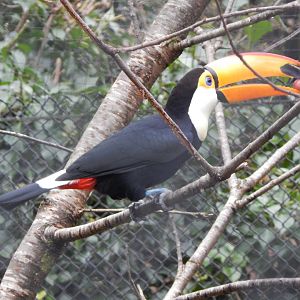 Toco toucan 050224