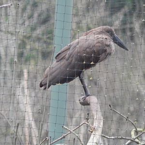 Hamerkop 050224