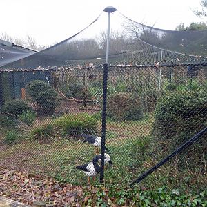 Aviary for Magpie geese and Nicobar pigeons 050224