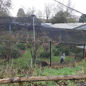 Secretary bird aviary 050224