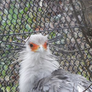 Secretary bird 050224
