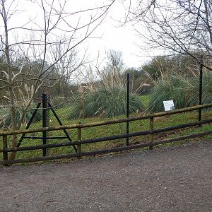 Eastern bongo enclosure 050224