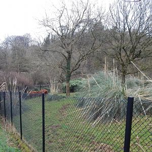 Eastern bongo enclosure 050224
