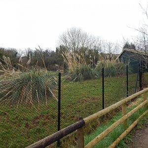 Eastern bongo enclosure 050224