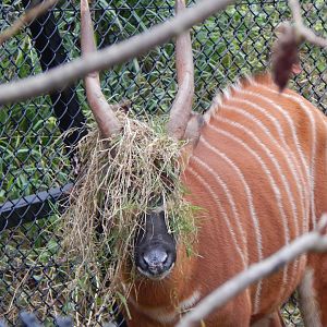 Eastern bongo 050224