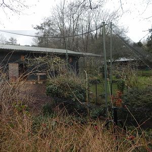 Aviary opposite Bongos 050224