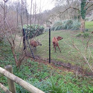 Eastern bongo enclosure 050224
