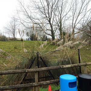 Eastern bongo enclosure 050224