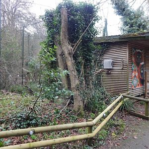 Lemur Wood - Red ruffed lemur enclosure 050224