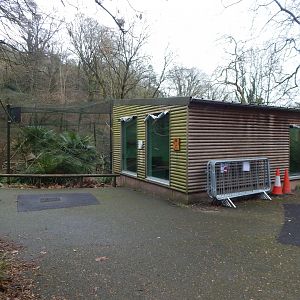 Lemur Wood - Ring-tailed lemur/Red-bellied lemur enclosure 050224