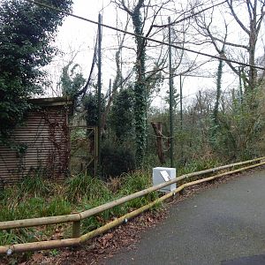 Lemur Wood - Red ruffed lemur enclosure 050224