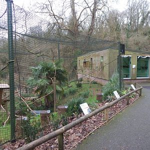 Lemur Wood - Ring-tailed lemur/Red-bellied lemur enclosure 050224
