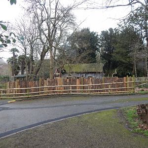 Binturong enclosure 050224