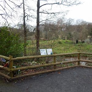 Western lowland gorilla enclosure 050224
