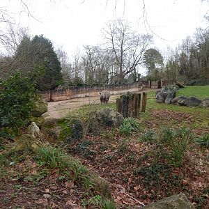 Eastern black rhinoceros enclosure 050224