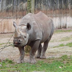 Eastern black rhinoceros 050224