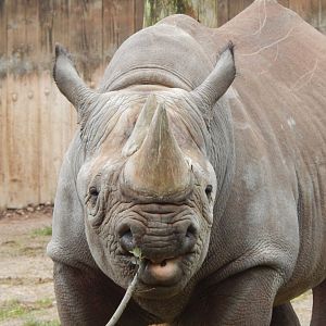Eastern black rhinoceros 050224