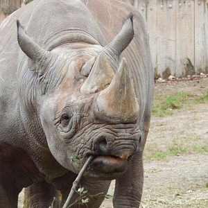 Eastern black rhinoceros 050224