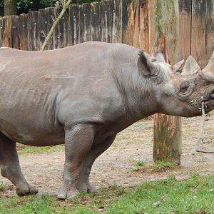 Eastern black rhinoceros 050224