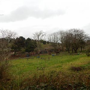 Distant view of future Hamadryas baboon enclosure 050224